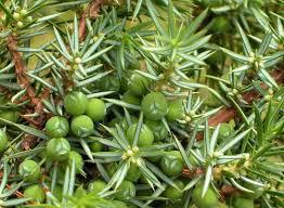 Ginepro comune (Juniperus communis)