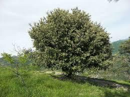 Leccio (Quercus ilex)