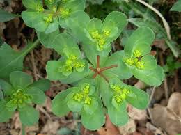 Euforbia calenzuola (Euphorbia helioscopia)