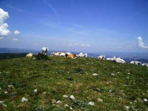 Mucche sul Monte Croce di Serra